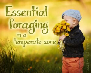 Essential Foraging 