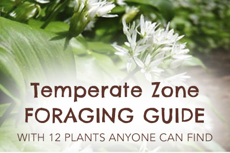 Foraging in a temperate zone with 12 plants and recipes by Anastasia, Kind Earth