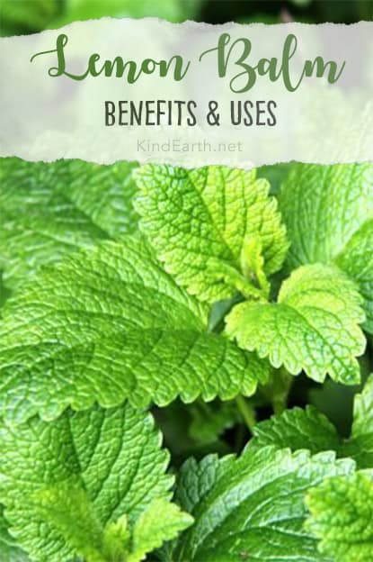 Health benefits and uses for lemon balm by Anastasia, Kind Earth