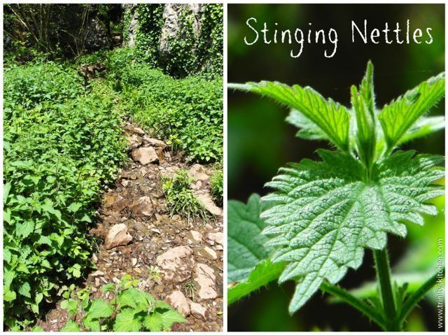 I enjoy lots of walks in the countryside foraging nettles in the spring