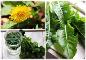 Dandelion tea infusion for health.