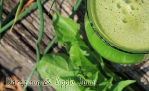 Dandelion juice