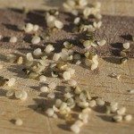 Hemp Seeds: an excellent source of protein and essential fats.