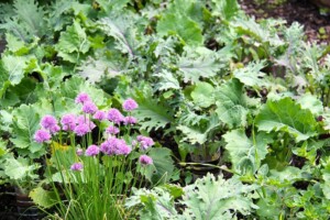 Kale growing in my garden - perfect for juicing