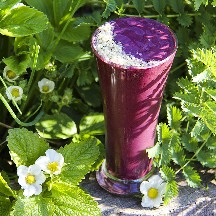 Blueberry hempster smoothie with lots of powerful health benefits by Anastasia - Kind Earth