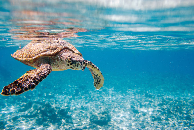 Turtle Spirit Animal Guide - courage, staying true to your path, longevity  & wisdom - Kind Earth