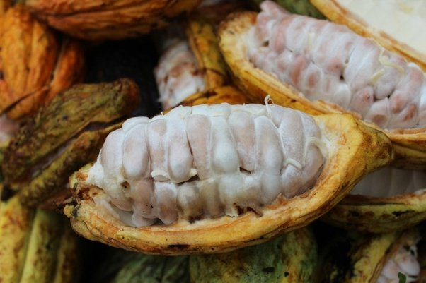 Cacao beans in the pod and the difference between cacao and cocoa beans