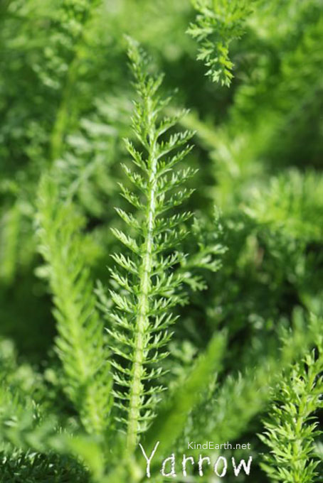 Yarrow is found in abundance in the wild in the UK. An excellent leaf to forage for medicinal benefits.
