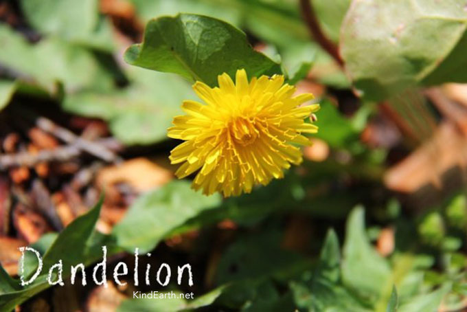 Dandelions are essential foraging for beginners