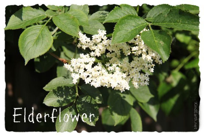 Elderflower is easy to find when foraging in the UK