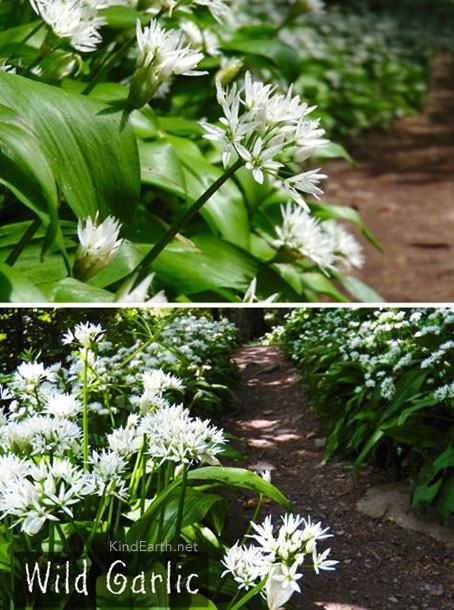 Wild garlic a great wild plant for beginners to forage