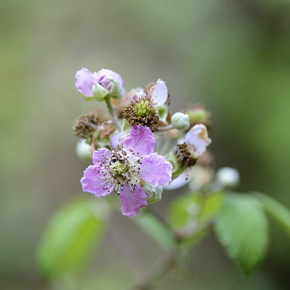 Blackberry flower on the bramble bush