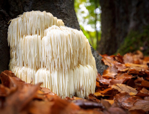Health Benefits of Lions Mane – Hericium erinaceus