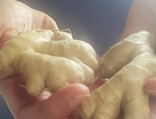 How to Store Fresh Ginger (Fridge, Freezer and Room Temperature)