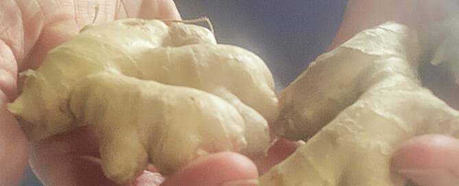 holding fresh ginger root stored at room temperature in a kitchen