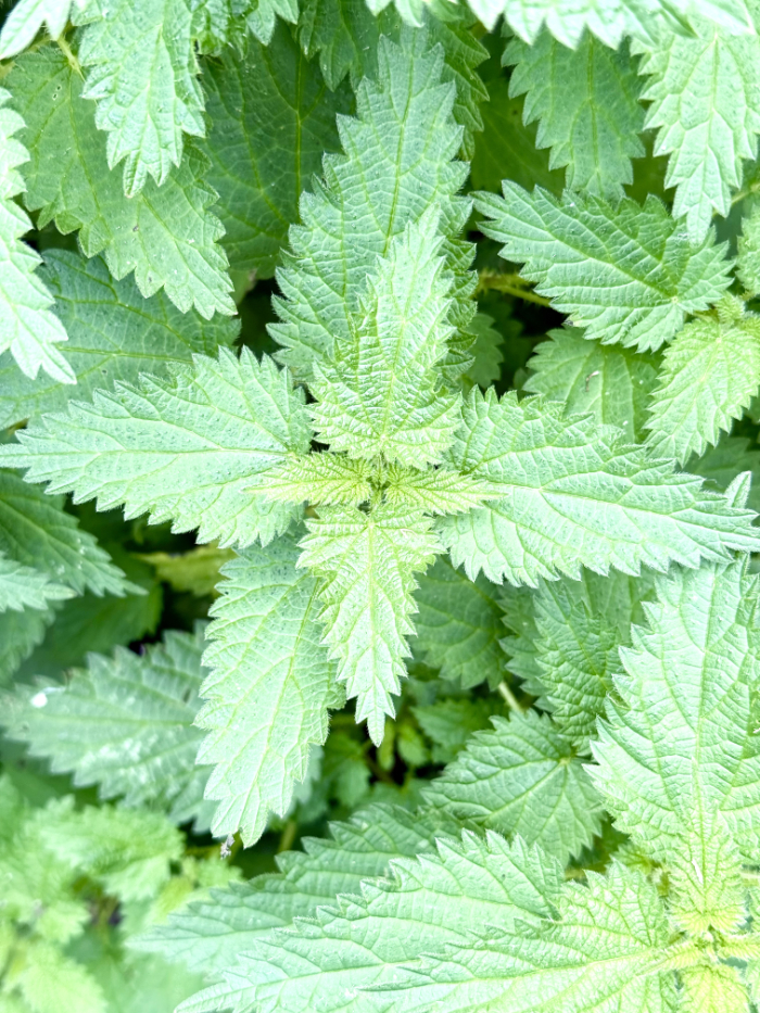 Stinging nettles in the wild for foraging