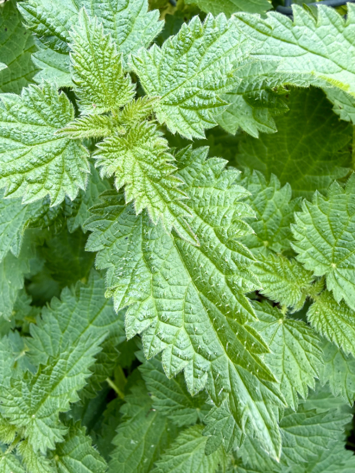 Stinging nettles to pick for cooking