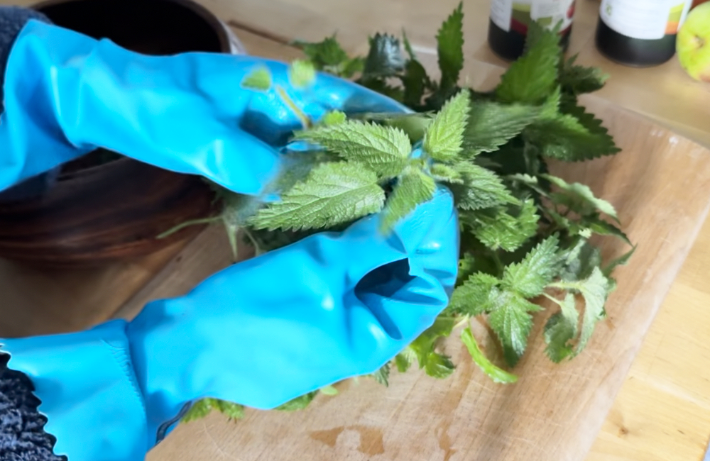 Preparing stinging nettles with rubber gloves